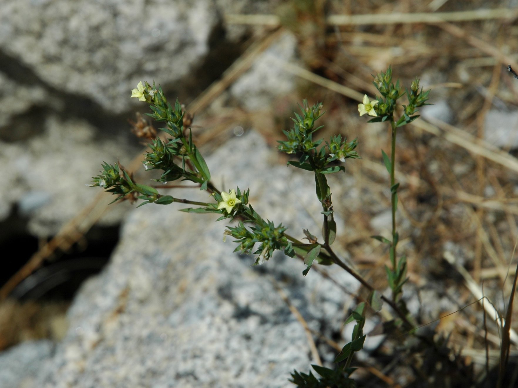 Elba - Linum strictum